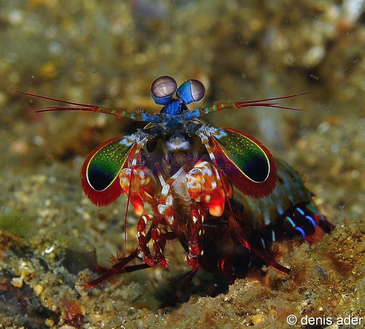 Odontodactylus-scyllarus squille multicolore-Komodo BetheHem3-18m-20160803-Denis-ADER-DSC_9278_tn.jpg